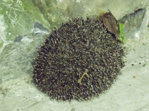 Habitat &Biodiversity Hedgehog